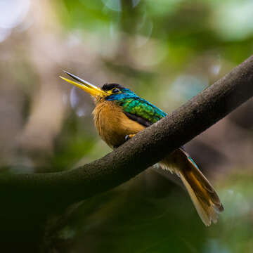 Image of Blue-cheeked Jacamar