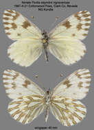 Image of Pontia sisymbrii nigravenosa Austin & J. Emmel 1998