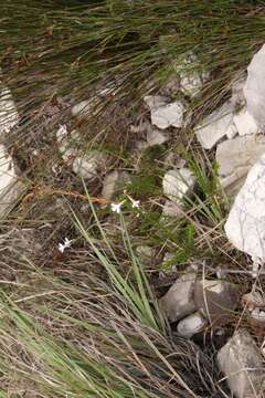 Image of Pine-leaf Lobelia