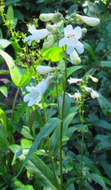 Image of talus slope penstemon