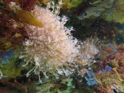 Image of pinkmouth hydroid