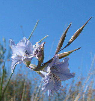 Imagem de Gladiolus gracilis Jacq.