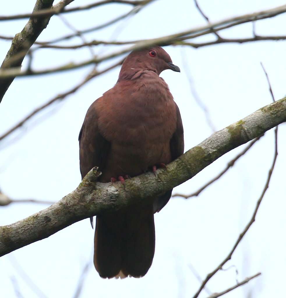 Patagioenas nigrirostris (Sclater & PL 1860) resmi