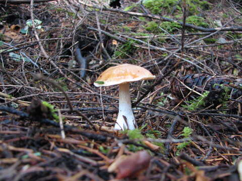 Image de Leucocortinarius