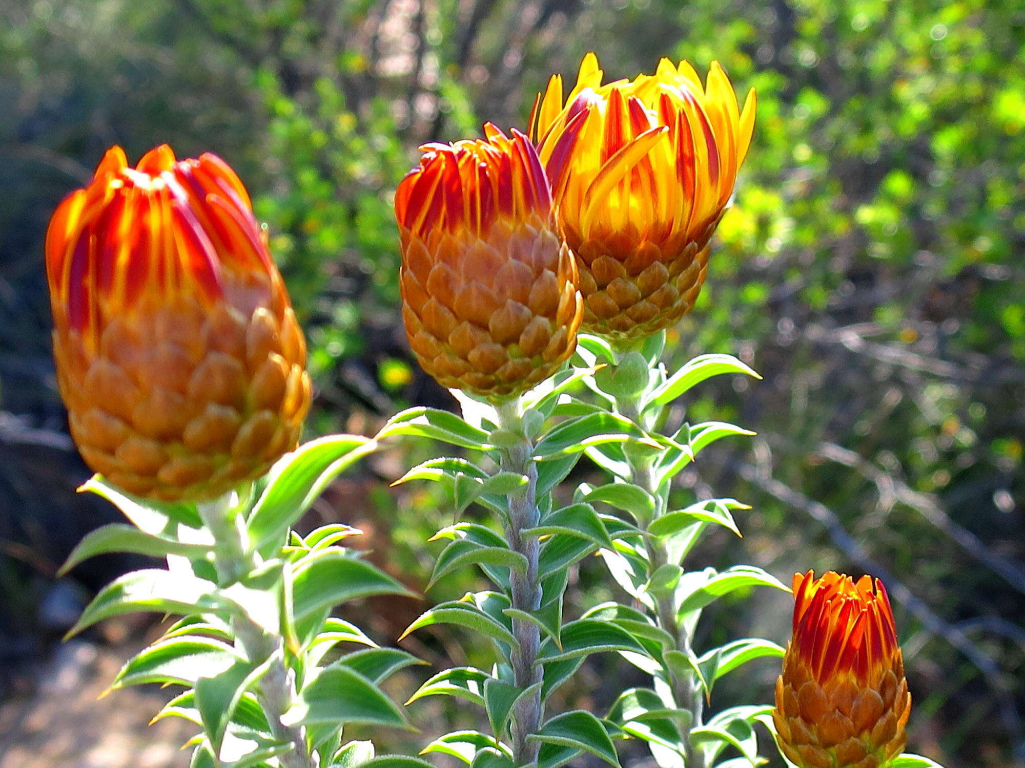 صورة Oedera speciosa (DC.) N. G. Bergh