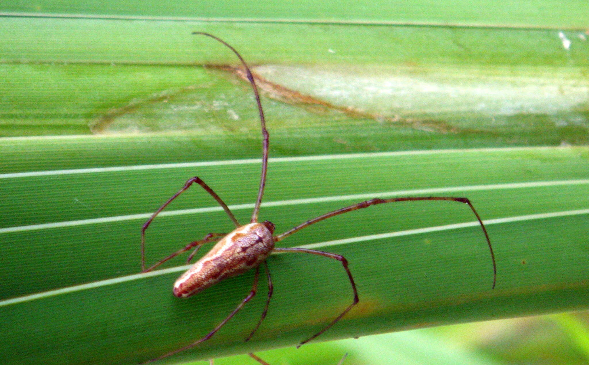 Image of Tetragnatha elongata Walckenaer 1841