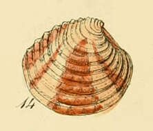 Image de Clausinella fasciata (da Costa 1778)