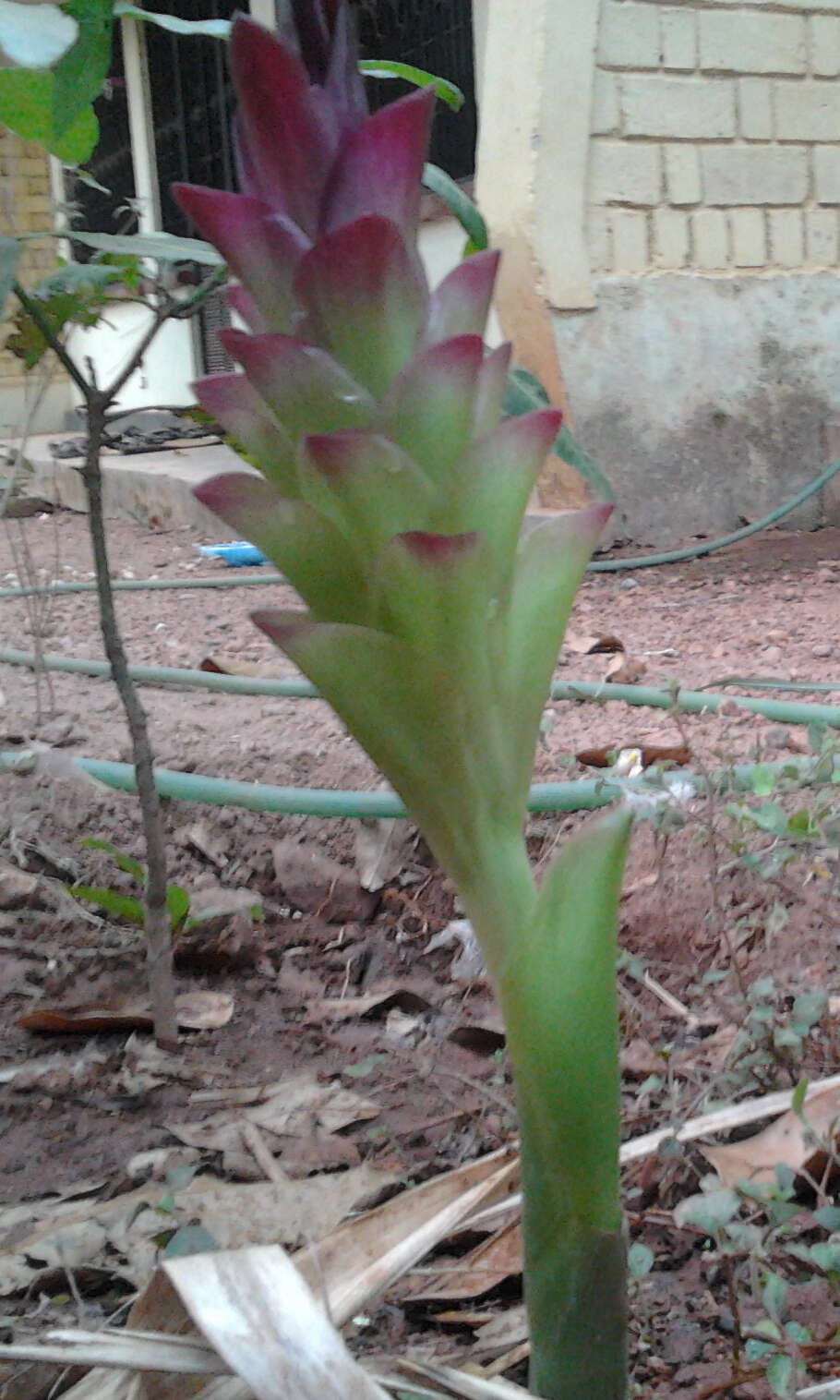 Image de Curcuma aromatica Salisb.