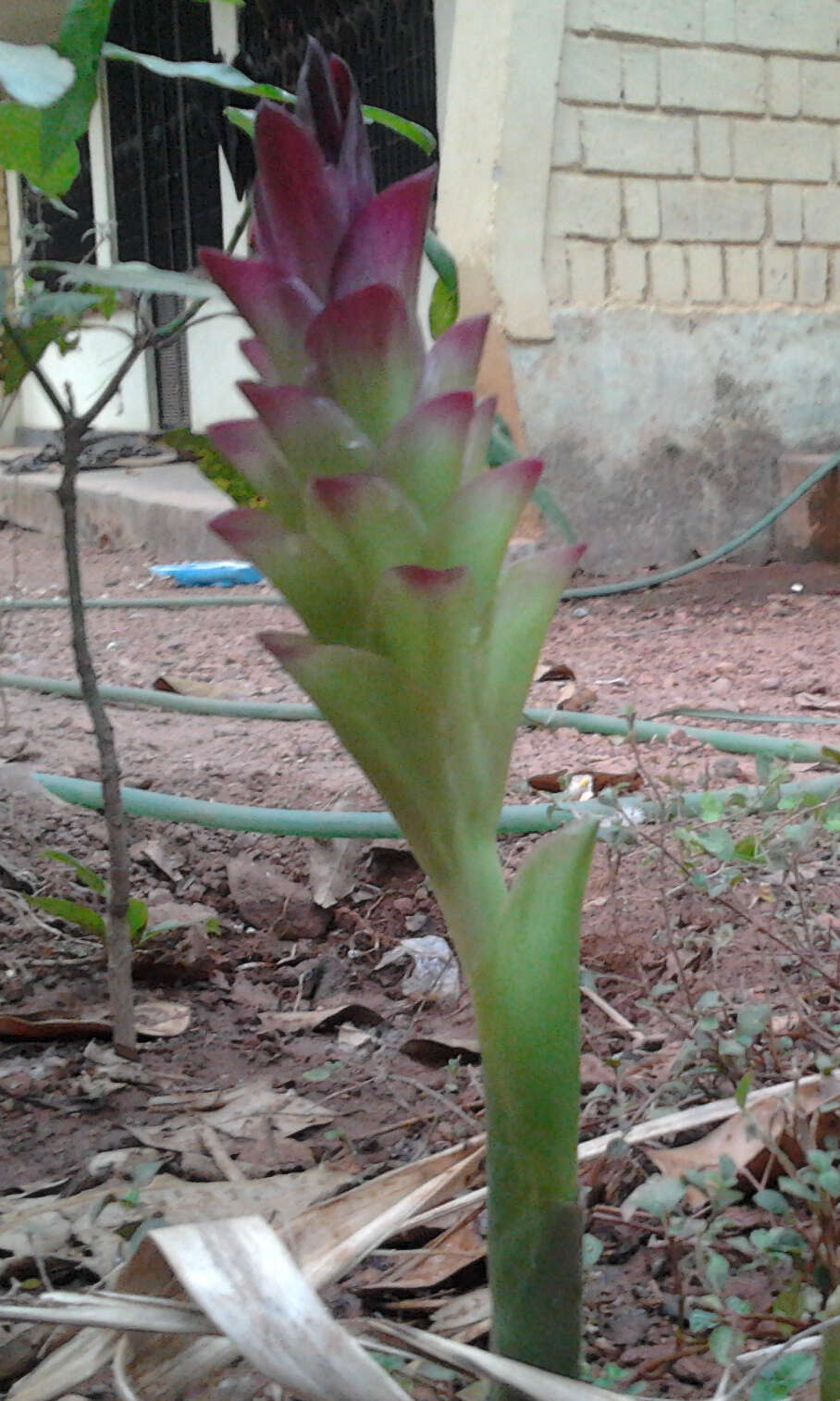 Image de Curcuma aromatica Salisb.