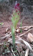 Image de Curcuma aromatica Salisb.