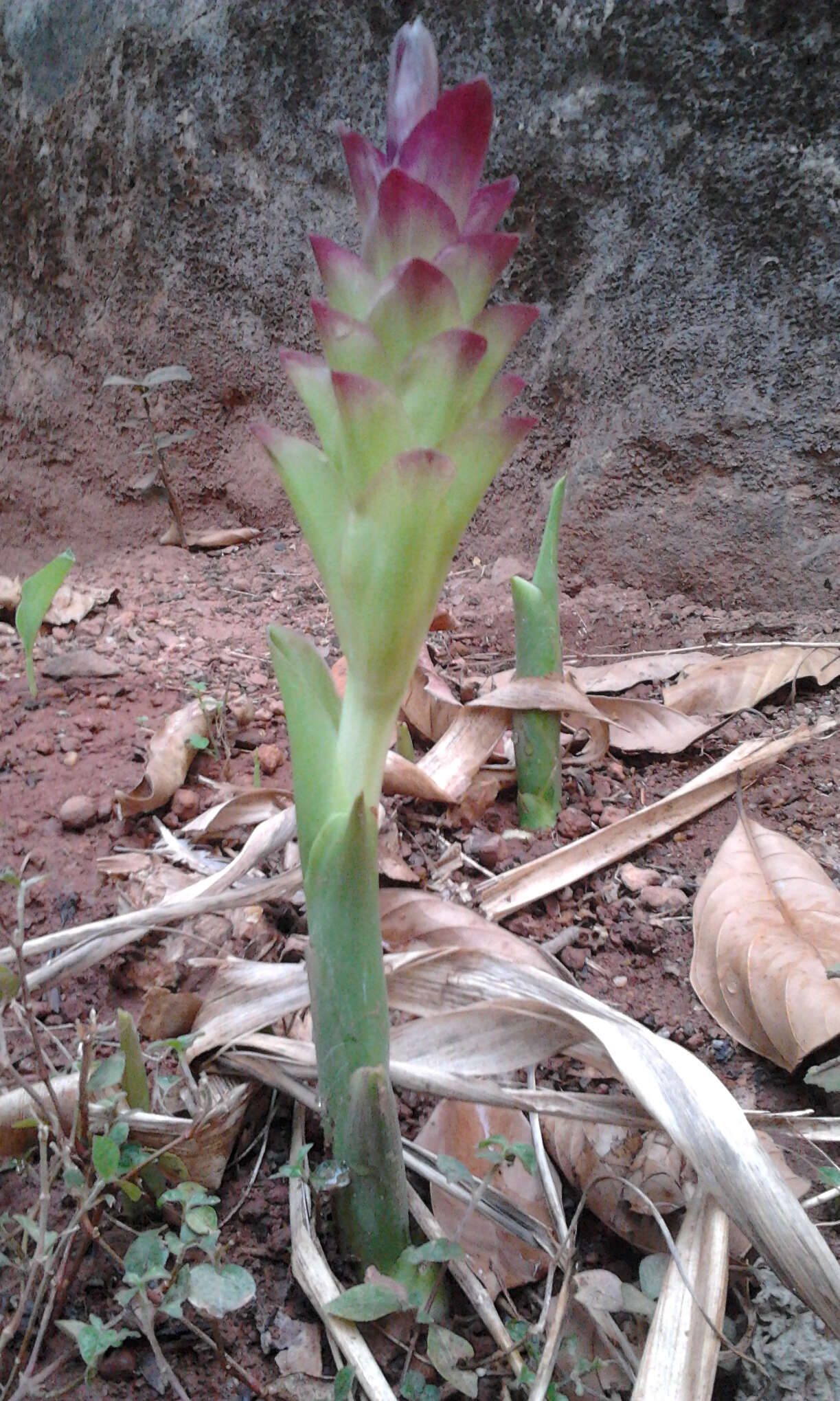 Image of curcuma