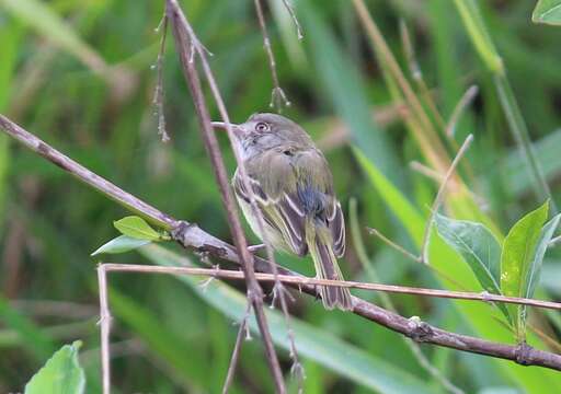 Image of Pearly-vented Tody-Tyrant