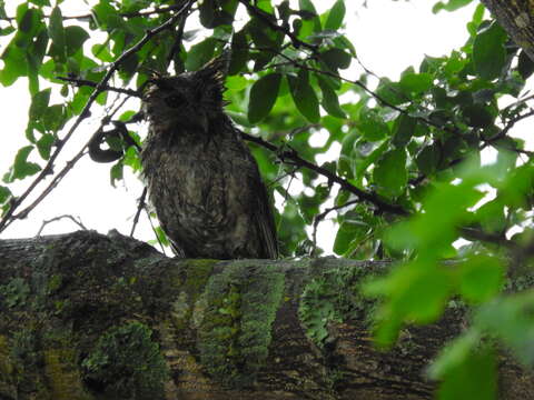 Image of Balsas Screech Owl