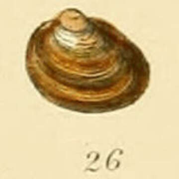 Image of Pisidium pulchellum