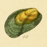 Image of Green crenell