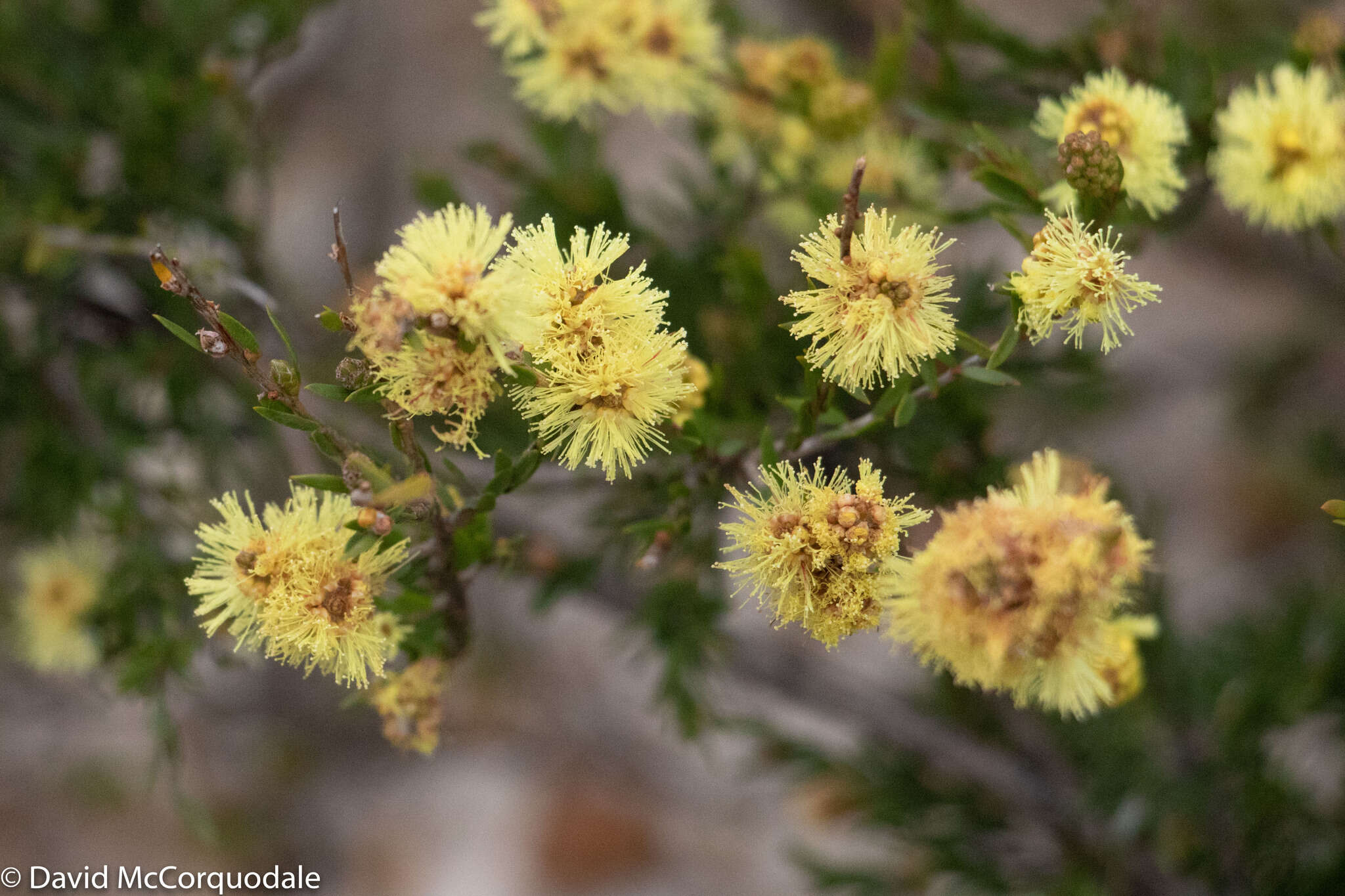 Image of Melaleuca systena L. A. Craven