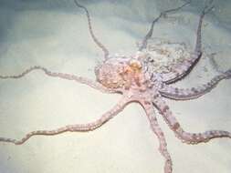 Callistoctopus ornatus (Gould 1852) resmi