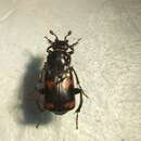 صورة Nicrophorus (Nicrophorus) sayi (Laporte de Castelnau 1840)