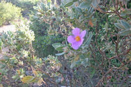 Imagem de Cistus albidus L.