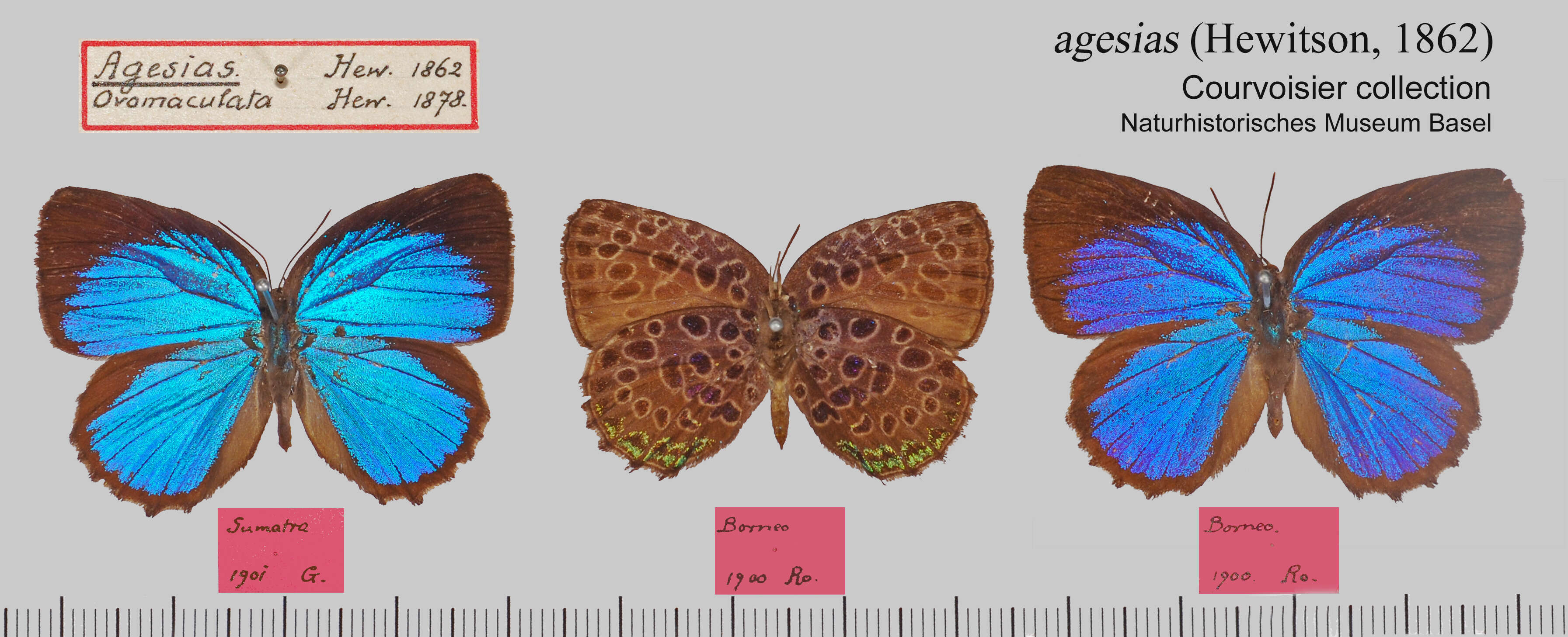 Plancia ëd Arhopala agesias (Hewitson 1862)