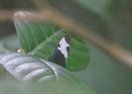 Image of Heliconius sapho leuce Doubleday (1847)