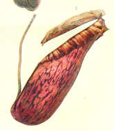 Image of Pitcher plant