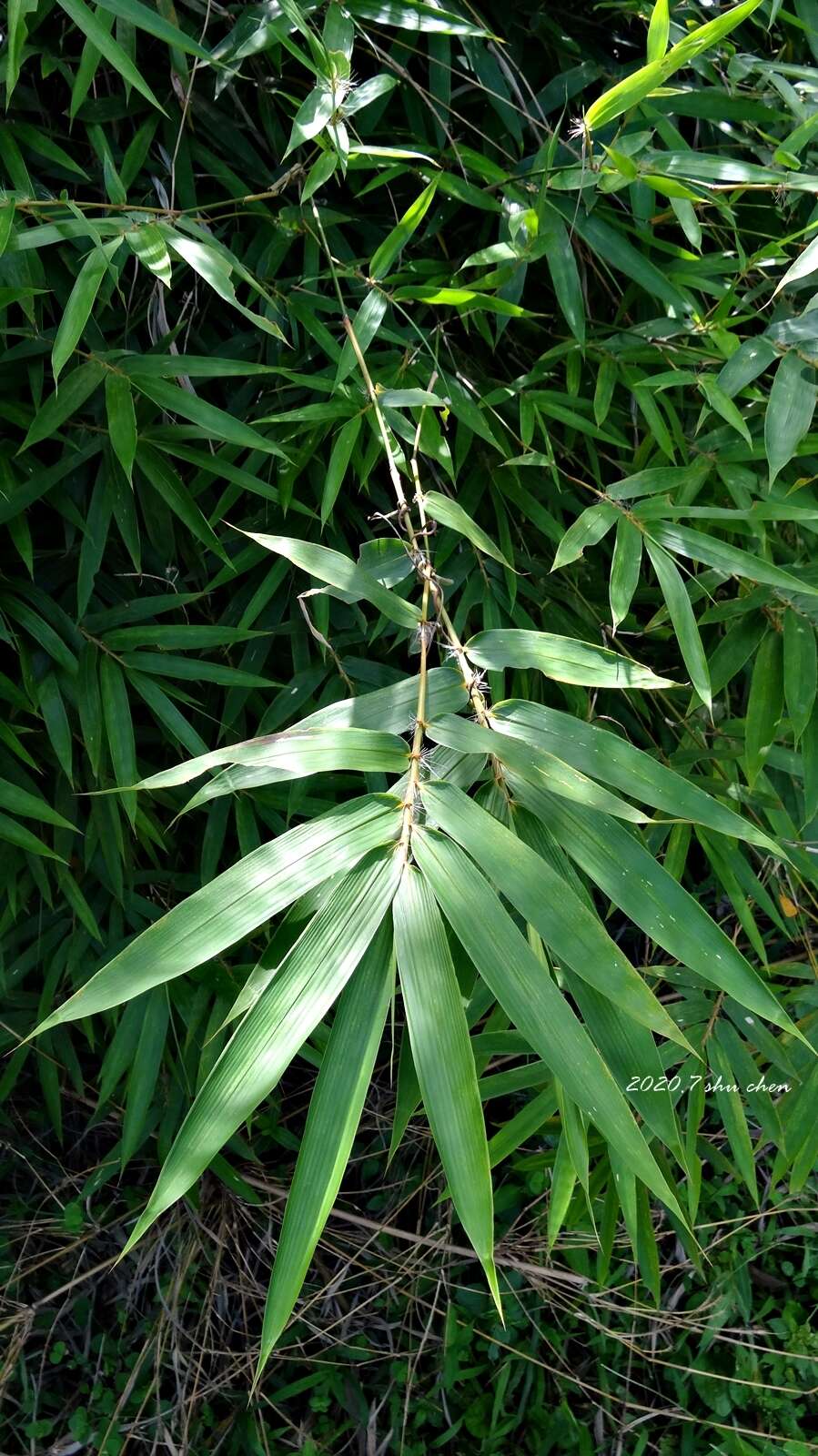 Image of Bambusa pachinensis Hayata