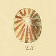 Image de Tecturinae Gray 1847