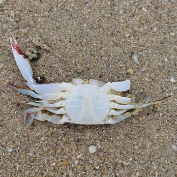 Image of blood-spotted swimming crab