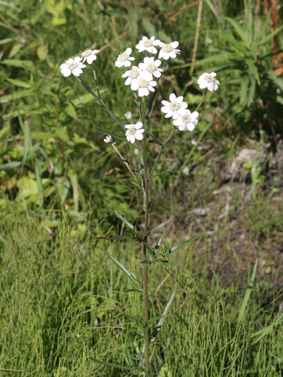 Image of Sneezeweed