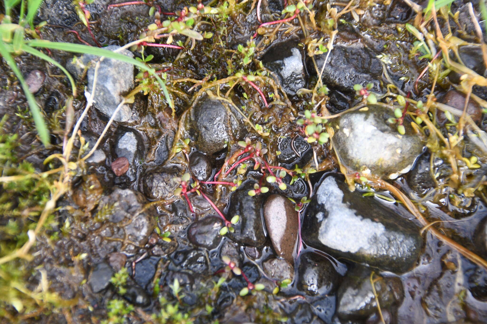 Koenigia islandica L. resmi