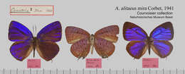 Image de Arhopala alitaeus (Hewitson 1862)