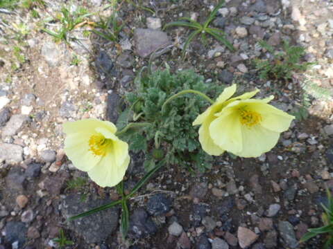 Image of Papaver radicatum var. pseudoradicatum (M. Kitagawa) M. Kitagawa