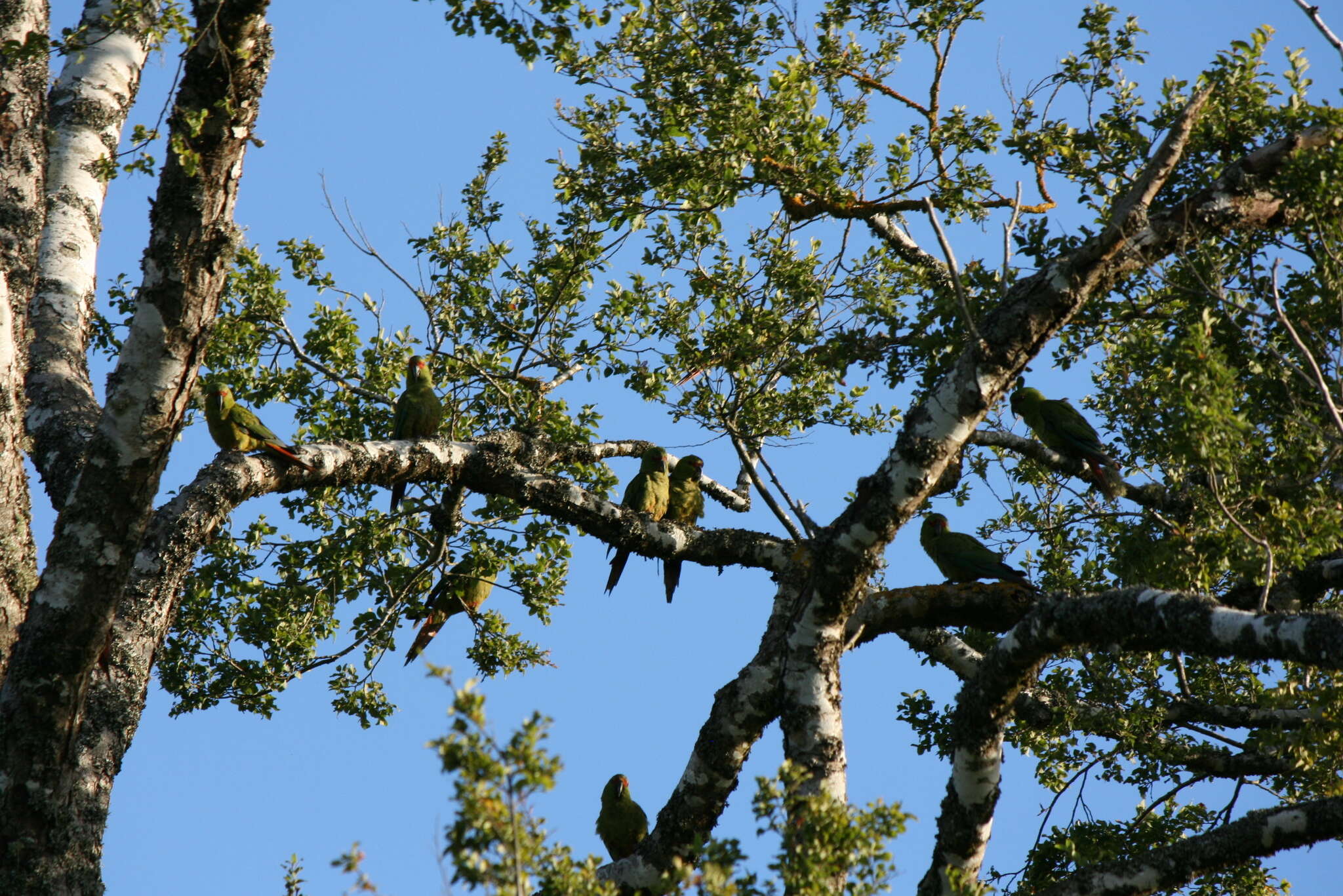 Image of Slender-billed Conure