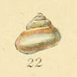 Image de Margarites helicinus (Phipps 1774)