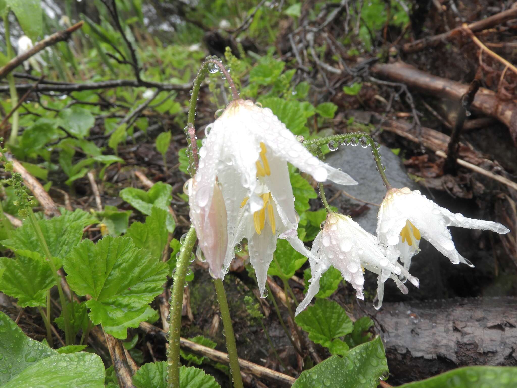 Imagem de Erythronium montanum S. Watson