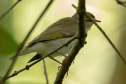 Imagem de Phylloscopus borealis (Blasius & JH 1858)