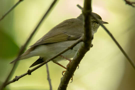 Image of Arctic Warbler