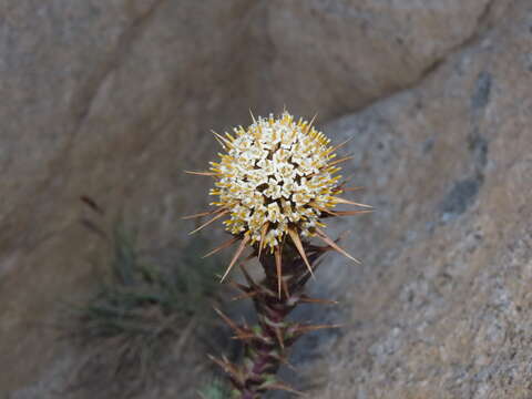 Image of Nassauvia pyramidalis Meyen