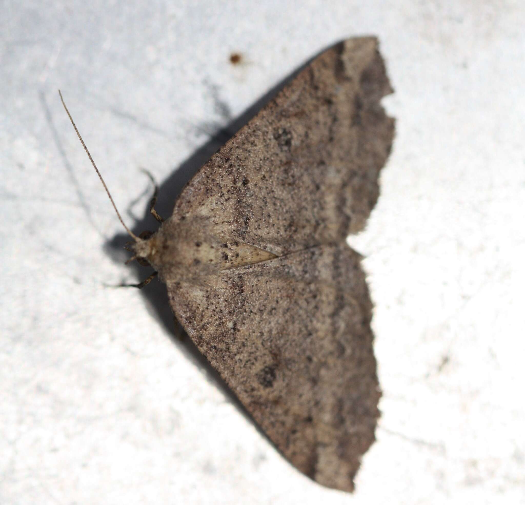 Image of Kawakawa looper moth