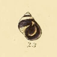 Image de Melarhaphe Menke 1828