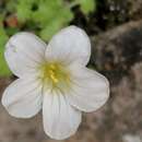 Image of Saxifraga corsica subsp. cossoniana (Boiss.) D. A. Webb