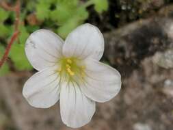 Image of Saxifraga corsica subsp. cossoniana (Boiss.) D. A. Webb