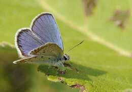 Image of Plebejus argyrognomon (Bergsträsser (1779))