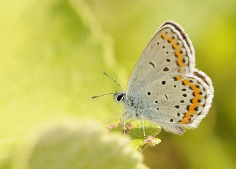 Image of Plebejus argyrognomon (Bergsträsser (1779))