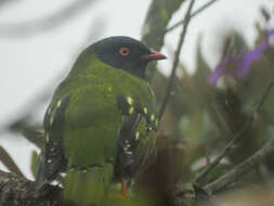 صورة Pipreola arcuata (Lafresnaye 1843)