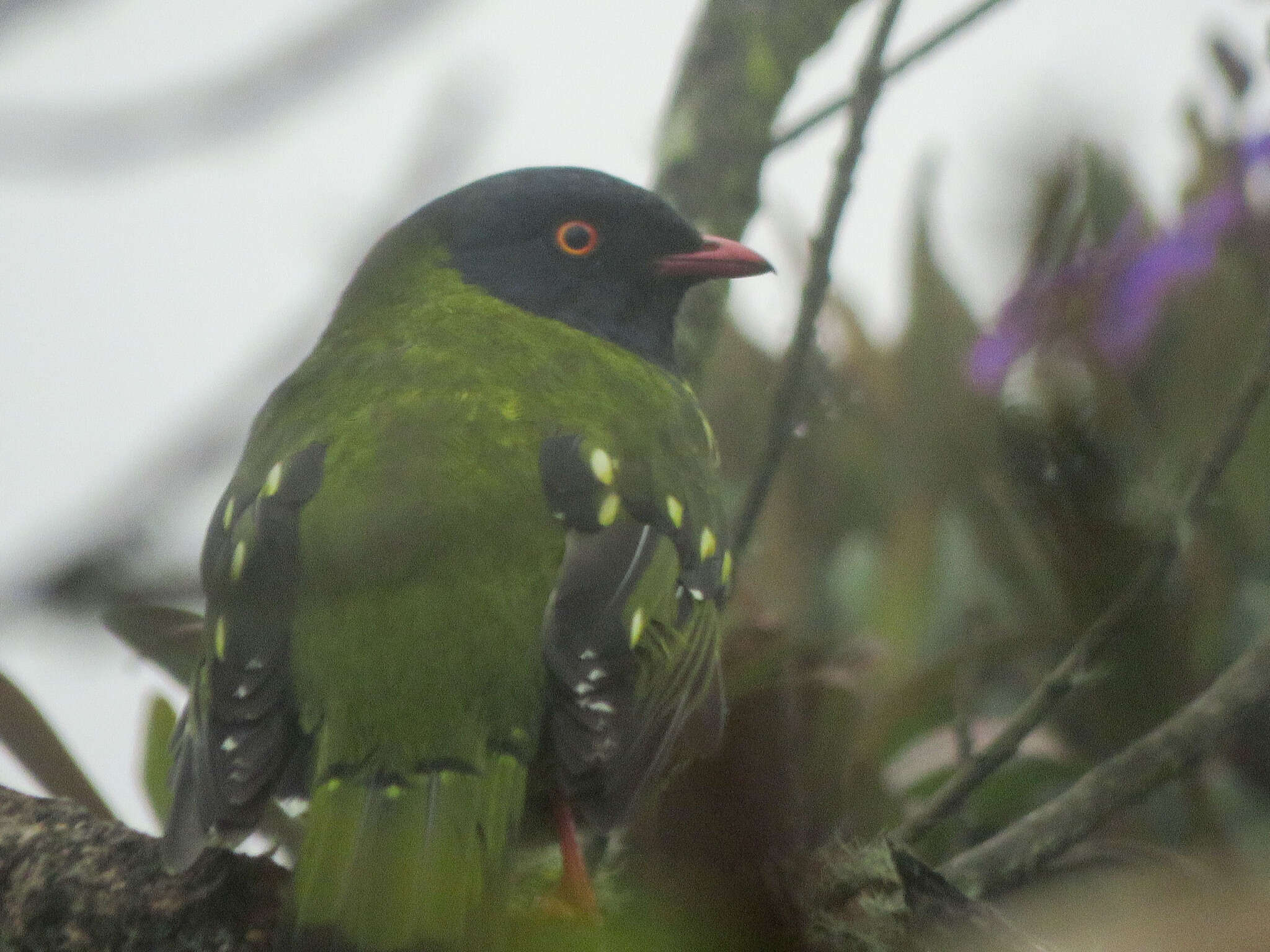 Image of Barred Fruiteater