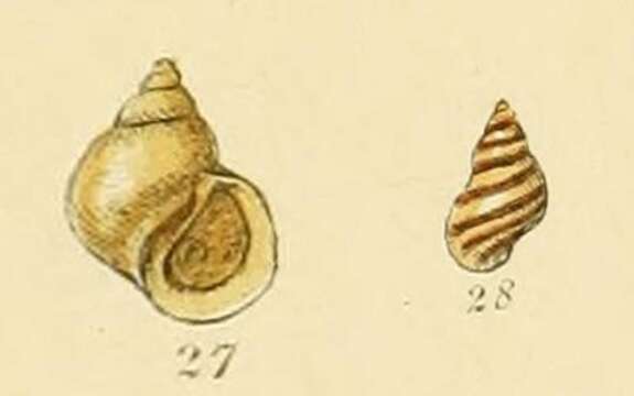 Image of chink snails