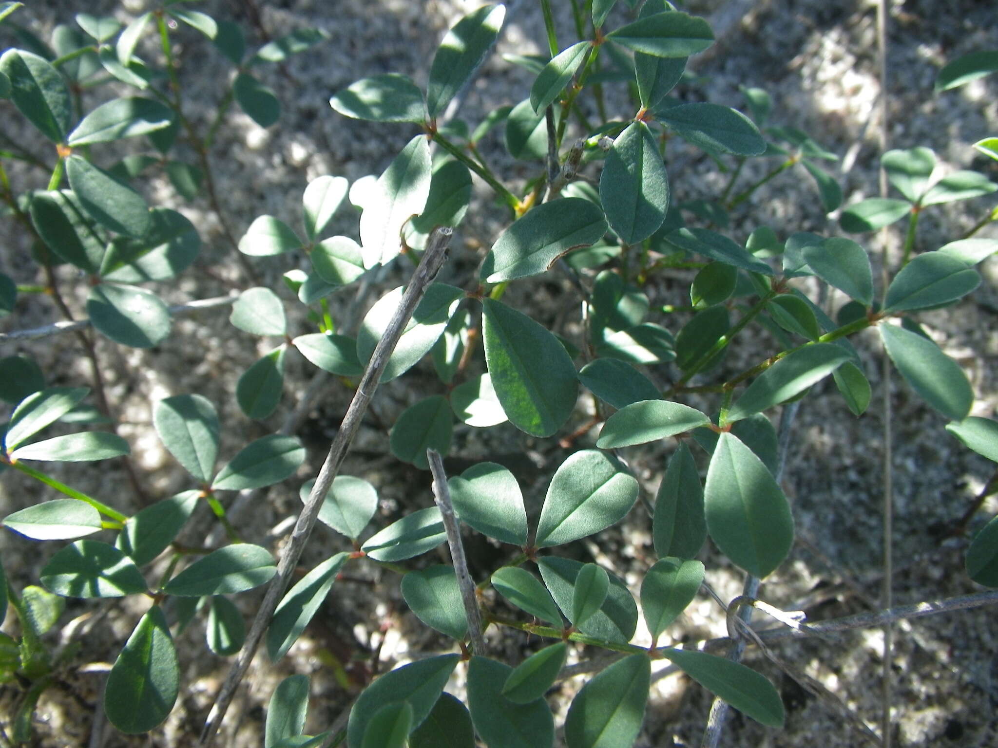 Image of Indigofera procumbens L.