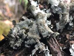 Image of parmotrema lichen